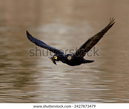 Double-crested cormorant (phalacrocorax auritus) in flight with nesting material, denver city park, denver, colorado, united states of america, north america Royalty-Free Stock Photo #2427873479