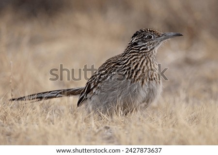 Greater roadrunner (geococcyx californianus), bosque del apache national wildlife refuge, new mexico, united states of america, north america
