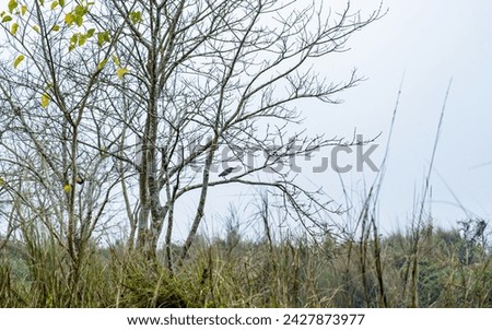 bird on branch of tree in forest, Chitwan, Nepal.
