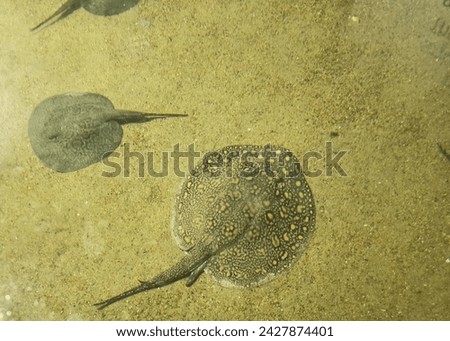 A closeup picture of stingray in water.