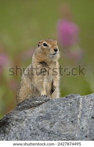 Arctic ground squirrel (parka squirrel) (citellus parryi), hatcher pass, alaska, united states of america, north america