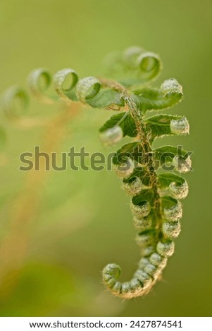 Western sword fern (polystichum munitum), cathedral grove, macmillan provincial park, british columbia, canada, north america