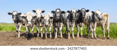 Row of cows together side by side gathering in a field, holstein and belgian blue, happy and joyful and a pale blue sky