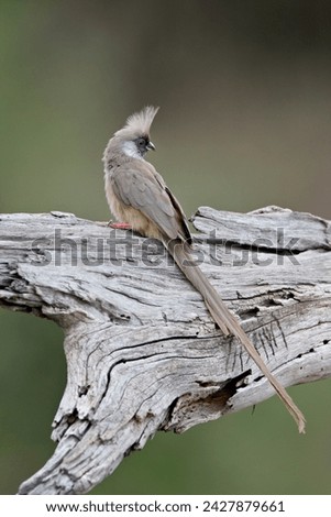 Speckled mousebird (colius striatus), masai mara national reserve, kenya, east africa, africa Royalty-Free Stock Photo #2427879661