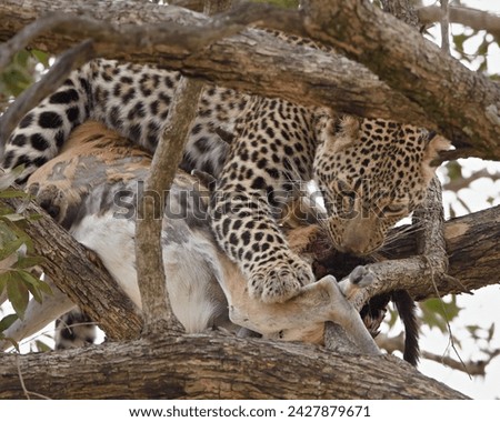 Leopard (panthera pardus) with male thomson's gazelle (gazella thomsonii), masai mara national reserve, kenya, africa Royalty-Free Stock Photo #2427879671