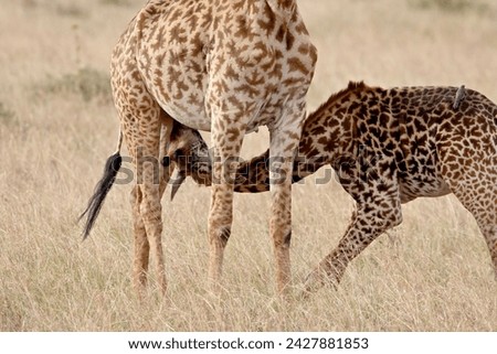 Baby masai giraffe (giraffa camelopardalis tippelskirchi) nursing, masai mara national reserve, kenya, east africa, africa