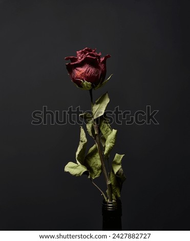 A single, faded red rose in a black vase, symbolizing the fleeting nature of beauty against a somber backdrop.