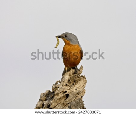 Silverbird (empidornis semipartitus) with inchworm, serengeti national park, tanzania, east africa, africa Royalty-Free Stock Photo #2427883071
