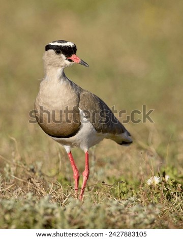 Crowned plover (crowned lapwing) (vanellus coronatus), addo elephant national park, south africa, africa