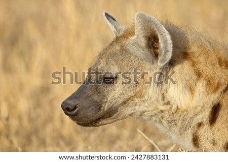 Spotted hyena (spotted hyaena) (crocuta crocuta), masai mara national reserve, kenya, east africa, africa