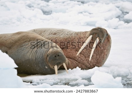 Two walruses (odobenus rosmarus) on the ice, sju yane island, svalbard islands, arctic, norway, europe