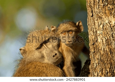 Adult and infant chacma baboon (papio ursinus), kruger national park, south africa, africa