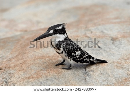 Pied kingfisher (ceryle rudis), kruger national park, south africa, africa Royalty-Free Stock Photo #2427883997