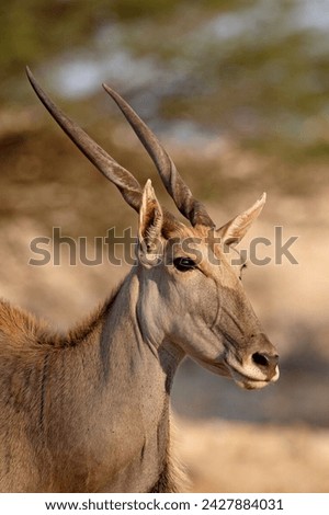Common eland (taurotragus oryx), kgalagadi transfrontier park, encompassing the former kalahari gemsbok national park, south africa, africa Royalty-Free Stock Photo #2427884031