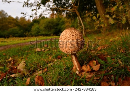 Close up picture of a mushroom