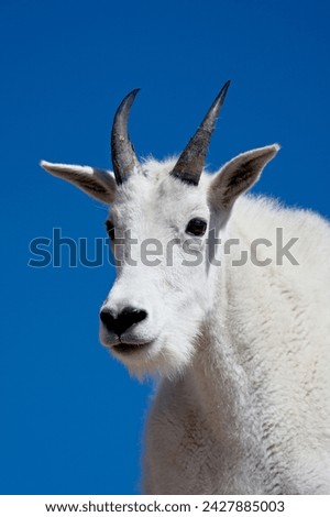 Mountain goat (oreamnos americanus), mount evans, colorado, united states of america, north america Royalty-Free Stock Photo #2427885003