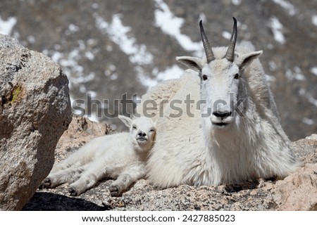 Mountain goat (oreamnos americanus) nanny and kid, mount evans, colorado, united states of america, north america Royalty-Free Stock Photo #2427885023