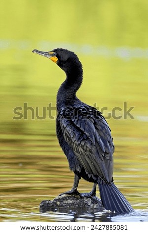 Double-crested cormorant (phalacrocorax auritus), sterne park, littleton, colorado, united states of america, north america Royalty-Free Stock Photo #2427885081