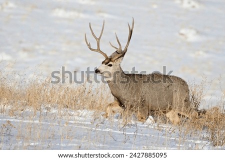 Mule deer (odocoileus hemionus) buck in snow, roxborough state park, colorado, united states of america, north america