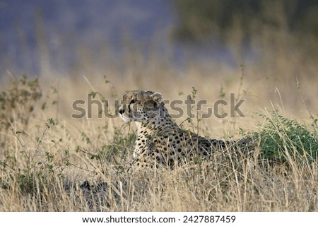 Cheetah (acinonyx jubatus) lying down while surveying an open plain, masai mara national reserve, kenya, east africa, africa