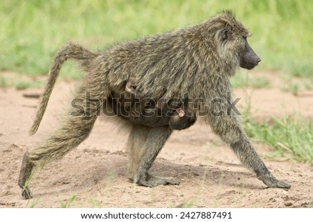 Olive baboon (papio cynocephalus anubis) infant riding on its mothers chest, serengeti national park, tanzania, east africa, africa