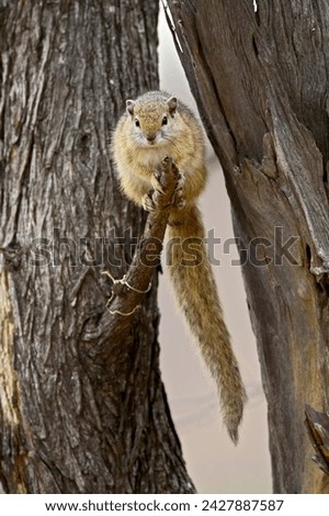 Tree squirrel (paraxerus cepapi), kruger national park, south africa, africa