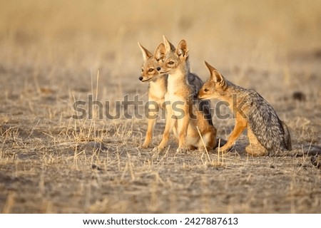 Three black-backed jackal or silver-backed jackal (canis mesomelas) pups in early light, masai mara national reserve, kenya, east africa, africa