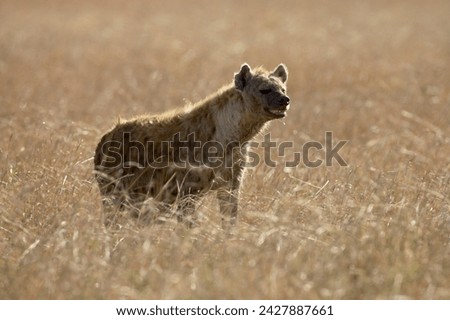 Spotted hyena (spotted hyaena) (crocuta crocuta), masai mara national reserve, kenya, east africa, africa