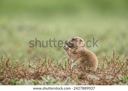 Baby blacktail prairie dog (cynomys ludovicianus), custer state park, south dakota, united states of america, north america Royalty-Free Stock Photo #2427889037