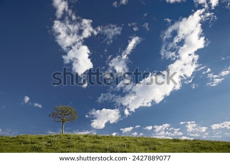 Clouds and pine, custer state park, south dakota, united states of america, north america Royalty-Free Stock Photo #2427889077
