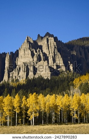 Aspens in fall colors with mountains, near silver jack, uncompahgre national forest, colorado, united states of america, north america