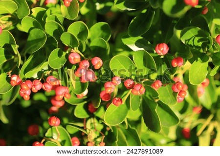 Euonymus Japonica or Japanese Spindle. Bright red fruit thriving in winter, southern England.