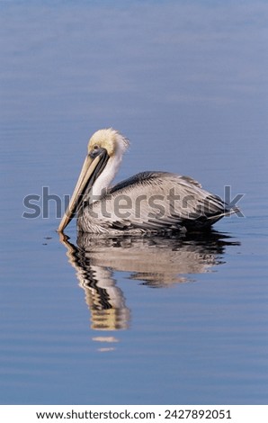 Brown pelican (pelicanus occidentalis), j. n. "ding" darling national wildlife refuge, florida, united states of america, north america Royalty-Free Stock Photo #2427892051