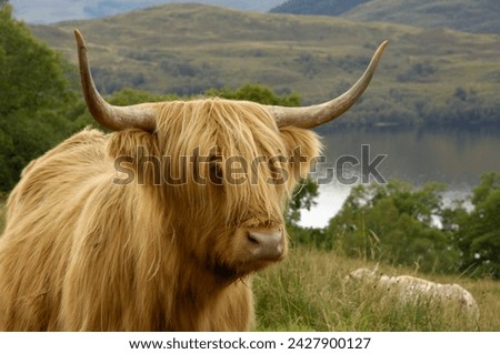 Highland cattle above loch katrine, loch lomond and trossachs national park, stirling, scotland, united kingdom, europe Royalty-Free Stock Photo #2427900127
