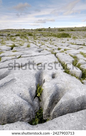 Limestone pavement, the burren, county clare, munster, republic of ireland, europe