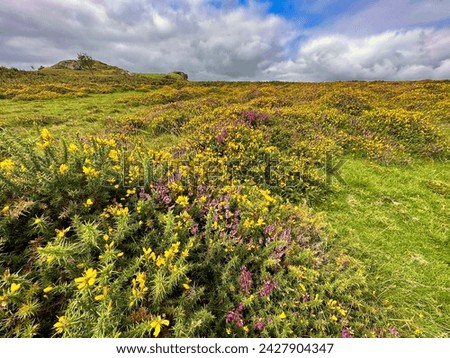 Yellow gorse and purple heather on Dartmoor National Park England Royalty-Free Stock Photo #2427904347
