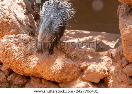 african porcupine on rocks in the sun