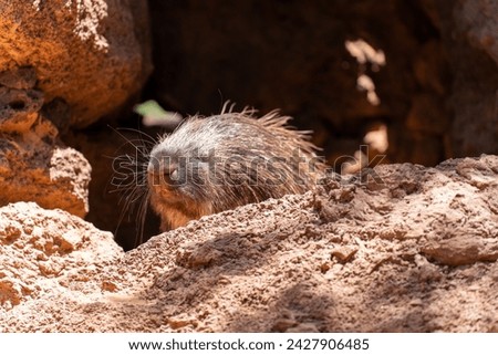 african porcupine on rocks in the sun