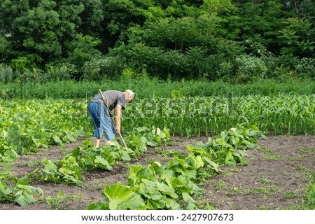 Senior man remove weeds from the pumpkin bed. Farmer in garden at home. Agriculture concept. Elderly man with a hoe working in an agricultural fields in spring or summer.