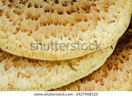 Dryad's Saddle in a shelf fungus growing on dead or dying hardwood trees.  O'Hara Woods Nature Preserve, Will County, Illinois Royalty-Free Stock Photo #2427908125
