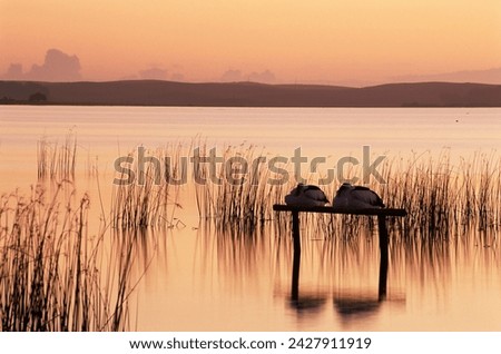 Sleeping pelicans, lake albert, south australia, australia, pacific Royalty-Free Stock Photo #2427911919