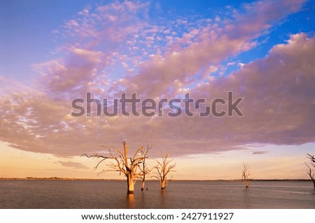 Dead trees, lake bonney, south australia, australia, pacific