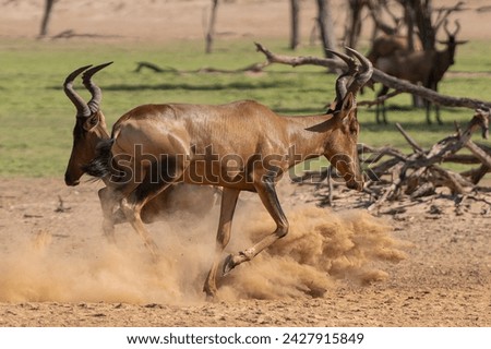 Red hartebeest, Cape hartebeest or Caama - Alcelaphus buselaphus caama running in dust. Photo from Kgalagadi Transfrontier Park in South Africa. Royalty-Free Stock Photo #2427915849