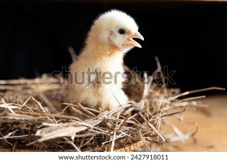 A broiler chicken with an open beak sits in a nest made of straw. a newborn chicken on a black background.Breeding of domestic animals,agriculture