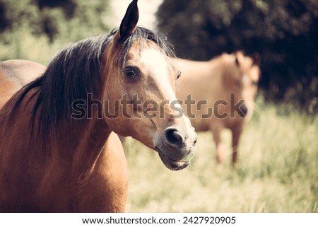 Horses best picture 