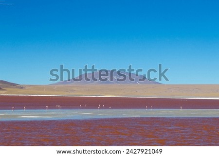 Laguna Colorada flamingos, Bolivia. Puna flamingo. Andean wildlife. Red lagoon Royalty-Free Stock Photo #2427921049