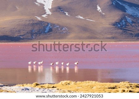 Laguna Colorada flamingos, Bolivia. Puna flamingo. Andean wildlife. Red lagoon Royalty-Free Stock Photo #2427921053