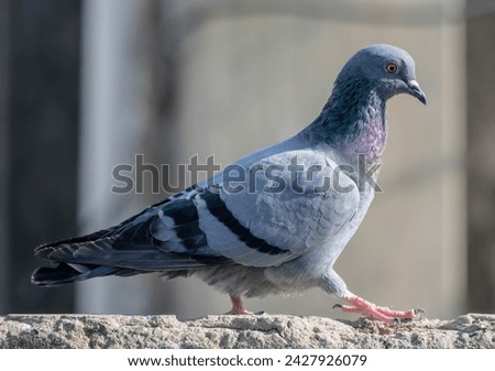 Close-up of a majestic pigeon, showcasing its unique beauty and grace. Symbol of peace and urban wildlife
