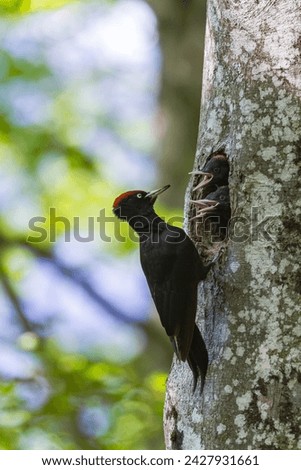 Black Woodpecker on the forest
