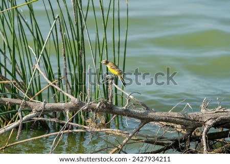 beautiful photograph of western yellow wagtail wader  perched on dead tree isolated bird sanctuary lake  background wallpaper tall grass dense forest jungle woods india tamilnadu kerala ecotourism 